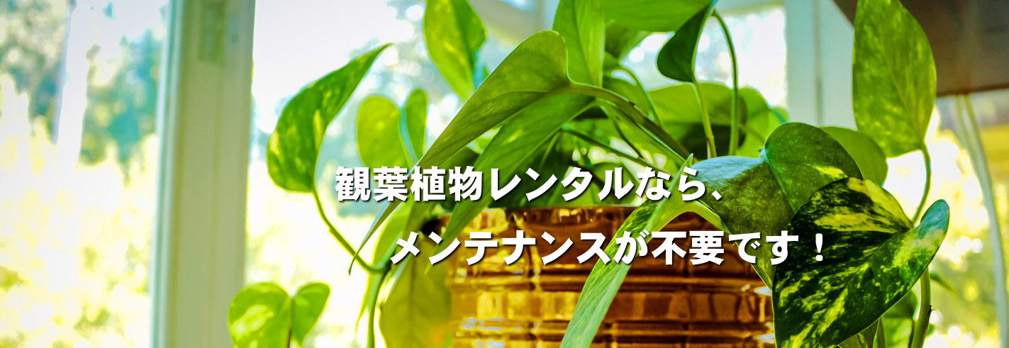 やまと園芸の観葉植物レンタルならメンテナンス不要です 町田 相模原 海老名 座間 綾瀬 厚木