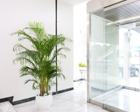 アレカヤシ 天井の高いスペースに多く設置されます。