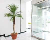 フェニックス・ロベレニー 天井の高いスペースに多く設置されます。