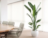 オーガスタ 広いスペースに多く設置されます。