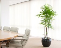 シュロチク 広いスペースに多く設置されます。