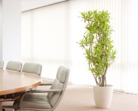 ソングオブインディオ 広いスペースに多く設置されます。