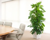 マングーカズラ 広いスペースに多く設置されます。