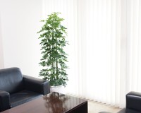 カポック 狭いスペースに多く設置されます。