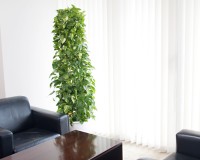 ポトスタワー 狭いスペースに多く設置されます。