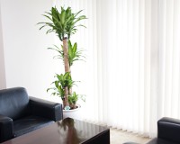 マッサンゲアナ 狭いスペースに多く設置されます。