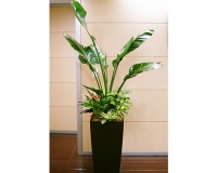 オーダープランツ 広いスペースに多く設置されます。